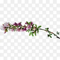 紫色花朵花枝树枝枝头