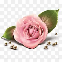 粉色玫瑰花朵手绘珍珠