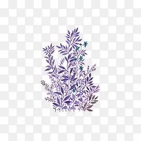 紫色植物