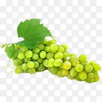 手绘植物绿色葡萄