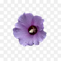 紫色木槿