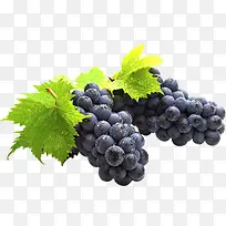 设计植物水果黑色葡萄