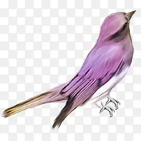 紫色鸟素材免抠