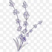 紫色卡通扁平风格薰衣草