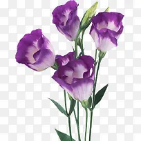 紫色罂粟花