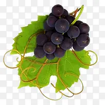 紫色新鲜大葡萄