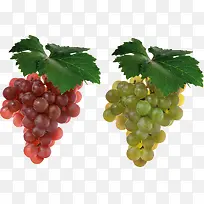 红葡萄绿葡萄一串葡萄