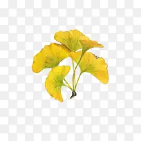 黄色扇子花