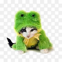 猫穿青蛙服