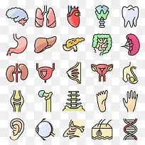 人体五脏六腑