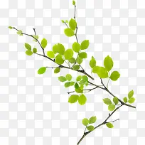 清新春季绿色树叶装饰