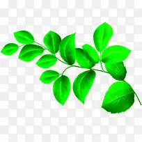 植物绿色树叶小清新海报