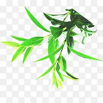 绿色春天植物树叶清新装饰