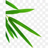 绿色清新树叶风景端午