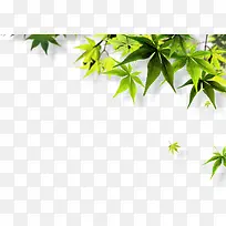 小清新植物树叶海报卡通效果