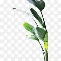 绿色植物树叶小清新