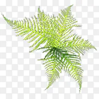 春天清新植物树叶装饰