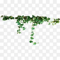 海报设计植物树叶效果小清新