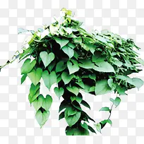 树藤 藤蔓 绿色植物