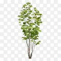 树叶绿色清新植物