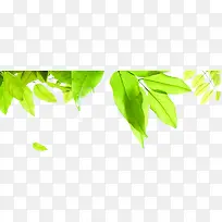 清新绿色树叶海报装饰