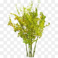 夏季清新树叶植物