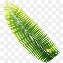 绿色清新植物树叶夏季