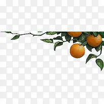 橙子水果