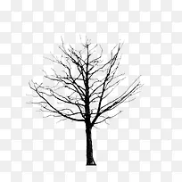绘画植物 树 黑白