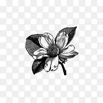 绘画植物 花 黑白