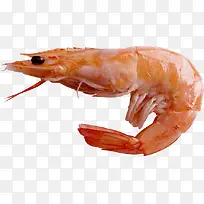 鲜虾实物