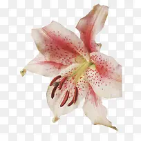 卡通鲜花抽象花朵图片