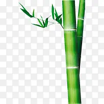 端午节竹子绿叶竹叶