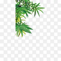 夏日植竹叶卡通绿色效果