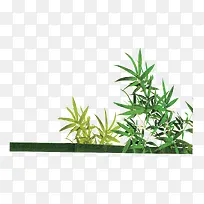 竹叶