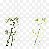 植物竹子