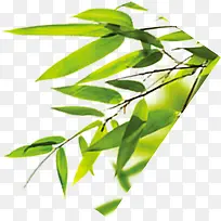 包粽子绿色竹叶