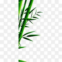 竹叶端午节竹子装饰