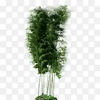 竹子绿植