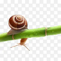 竹子上的蜗牛