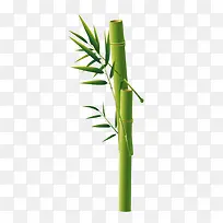 竹子装饰图片
