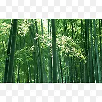 竹子翠绿清新竹林