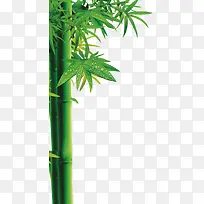 端午节竹子绿色装饰
