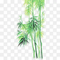 绿色朦胧竹子美景