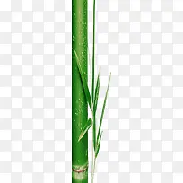 端午节绿色竹子水珠