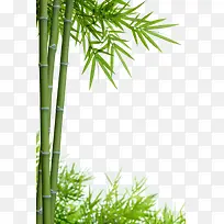 绿色竹子植物