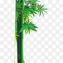 创意合成绿色的竹子