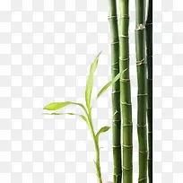 翠绿竹子实物