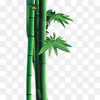 绿色水珠竹子端午