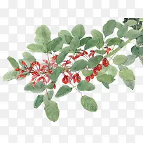 花枝
